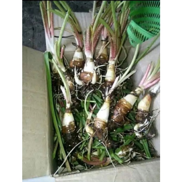 bibit bunga sedap malam super