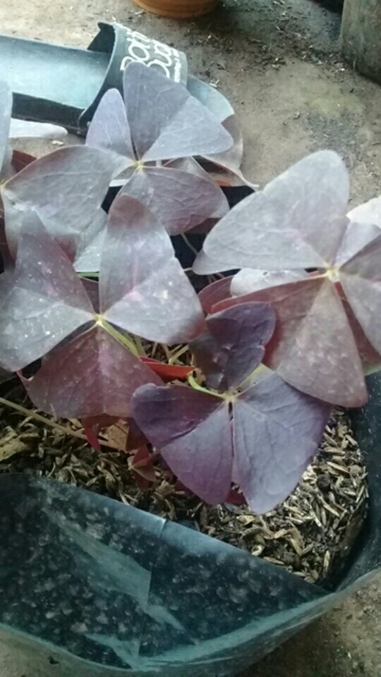 Promo Tanaman Hias Daun Kupukupu Ungu Kupu Kupu Oxalis Tanaman Unik