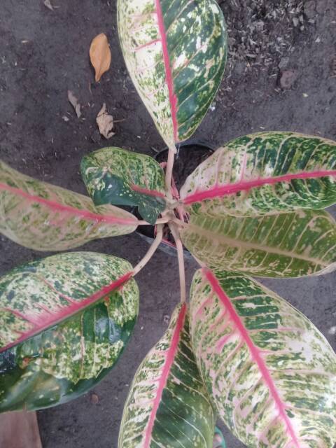 Aglonema  mutasi dona carmen
