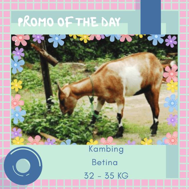 Kambing Betina Qurban / Aqiqah - Berat ~ 32-35Kg