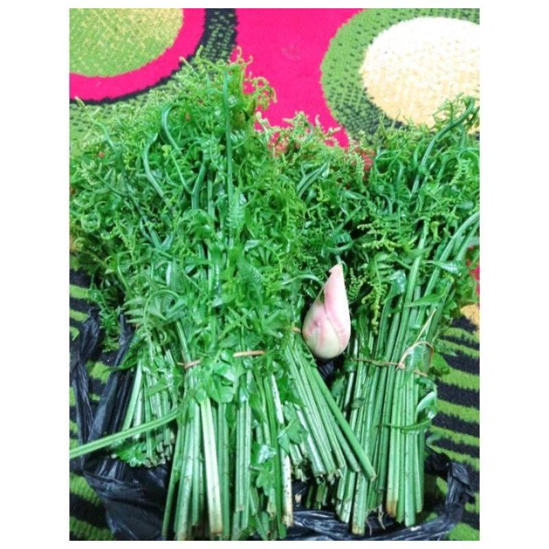 

pakis sayur segar 250 gram