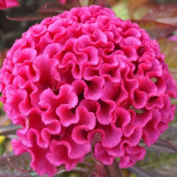 Benih Bibit Biji - Bunga Celosia Cristata Pink Cockscomb Flower Seeds