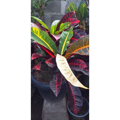 tanaman hias bunga puring langka bunga puring indigo berkualitas