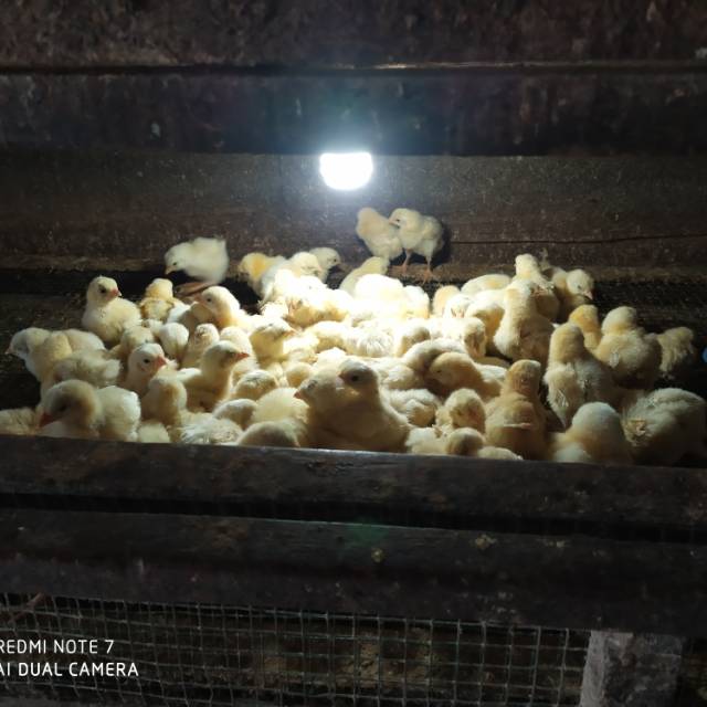 

Doc ayam boiler super