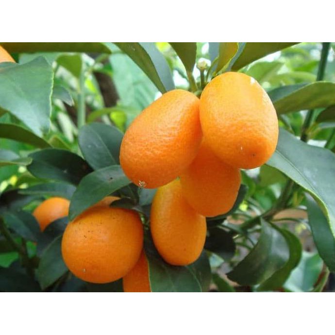 Bibit Tanaman Buah Jeruk Nagami Kumquat Bibit Unggul