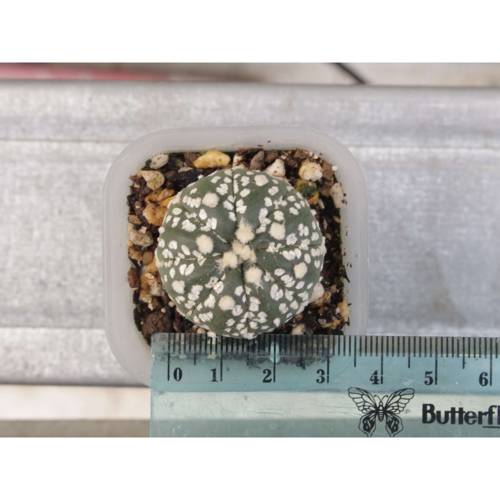 Astrophytum Asterias Super Kabuto - Type F