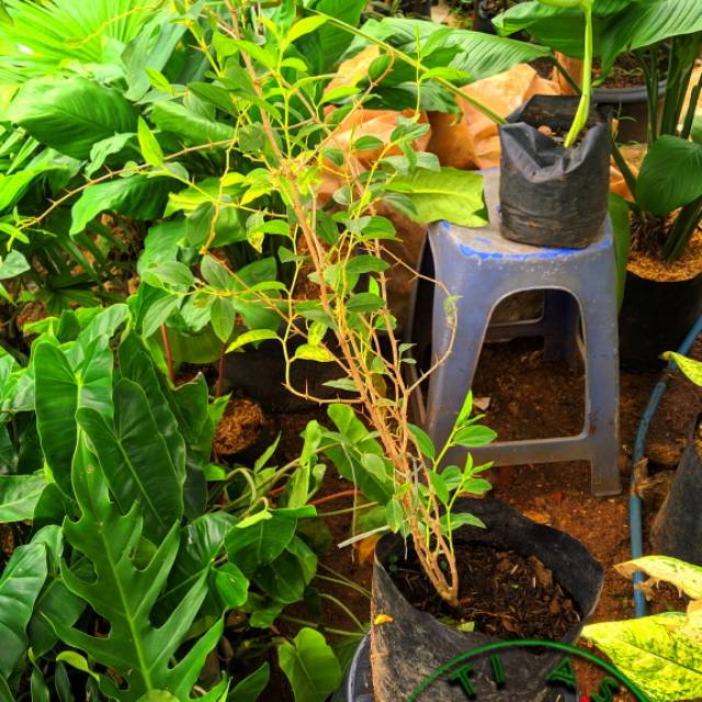 TANAMAN HIAS BIDARA CINA