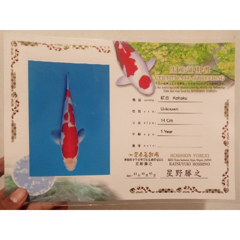 Koi Kohaku Hoshikin Farm Size 40BU Sertifikat Breeder Import Jepang