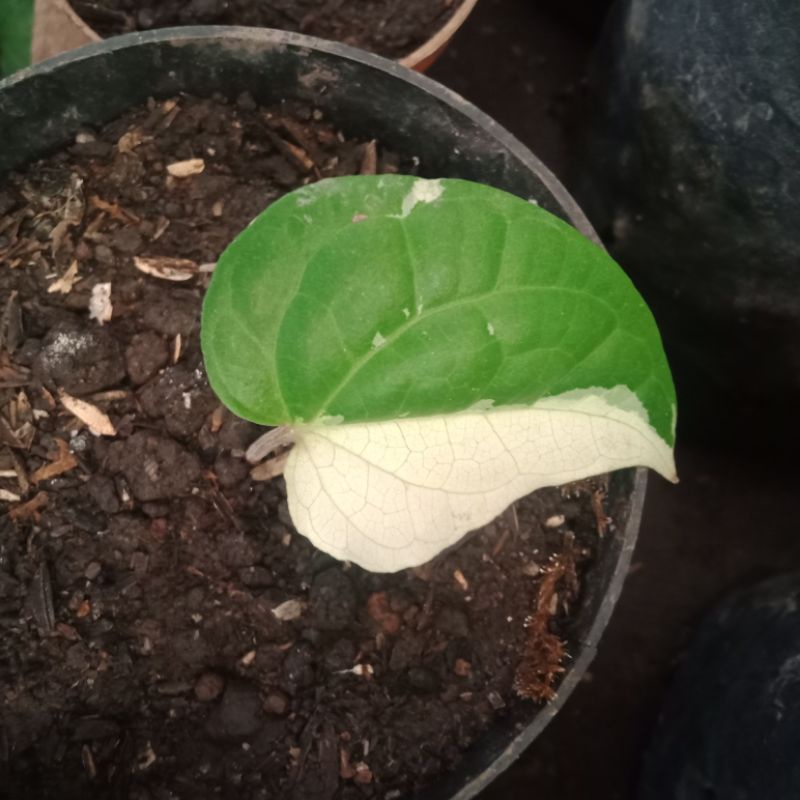 SIRIH LOKAL VARIGATA