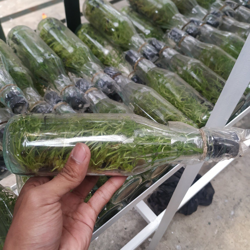anggrek bulan hybrid silang bibit botol seedling siap semai isi 26 sd 31 bibit (rp.79. 900) ahong