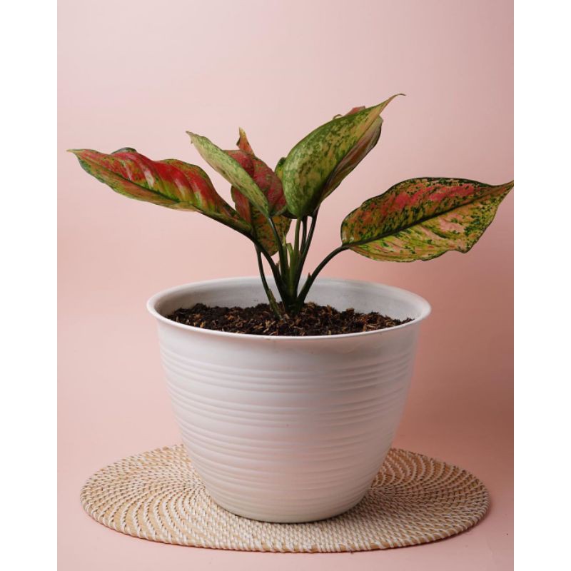 Aglonema Heng-heng / Aglonema Heng Heng