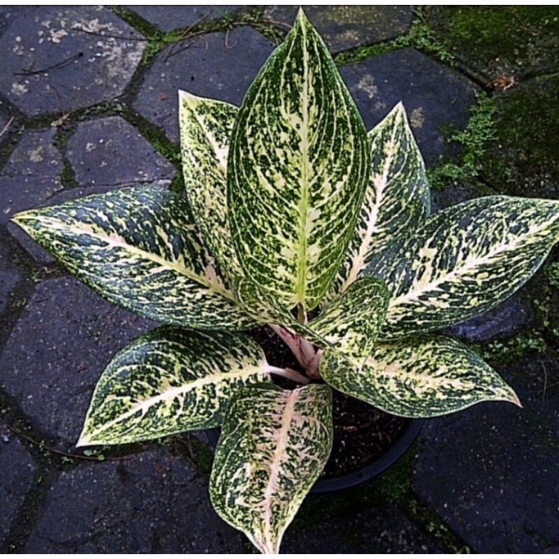 Aglonema Stardust whait anakan