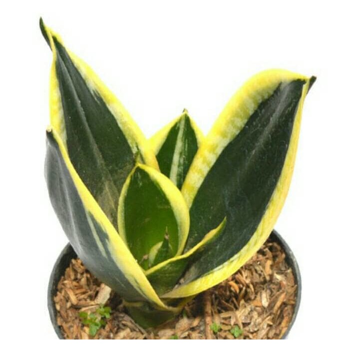 sansevieria pagoda