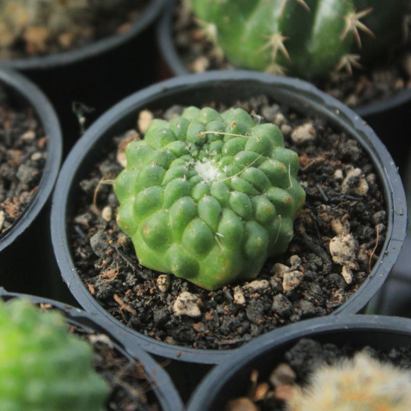 Mammillaria spinnosissima cv un pico