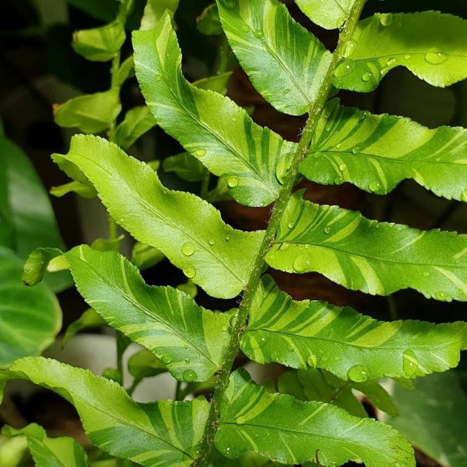 Tanaman Hias Pakis Golden Variegata - Pohon Pakis Kelabang Variegata Dyse_L28