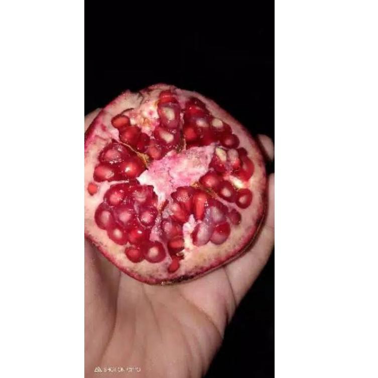 

taxFree_✎ Buah Delima Merah Spanyol jumbo satuan/perbuah |Meriah| [[Trims ya]]