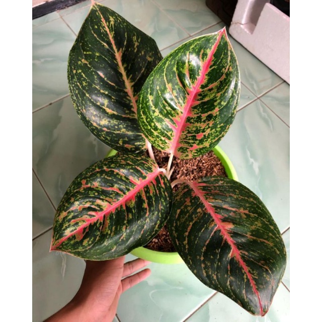 Aglonema big papa - tanaman hias - aglonema big papa