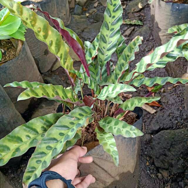 Tanaman Hias Calathea Ekor Ayam Maranta Lancifolia Shopee Indonesia