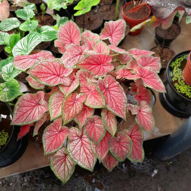 Bibit Caladium Keladi Hias Red Jaguar Murmer Shopee Indonesia