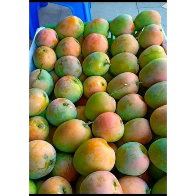 

Mangga Gedong Gincu Super