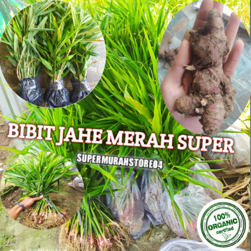 BIBIT JAHE MERAH SUPER ORIGINAL SIAP TANAM