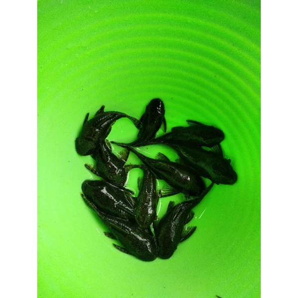 fleco basmut / ikan sapau sapu hias /ikan sapu2 aquascape /ikan sapu2 aquarium