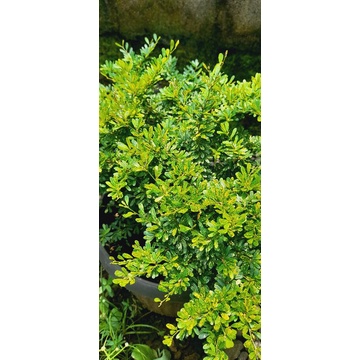 Saeng Simbur Super Mikro Vietnam Golden Varigata Kuning