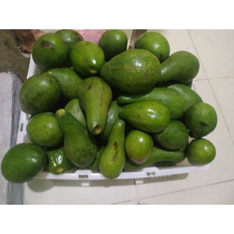 

mangga alpukat /kg