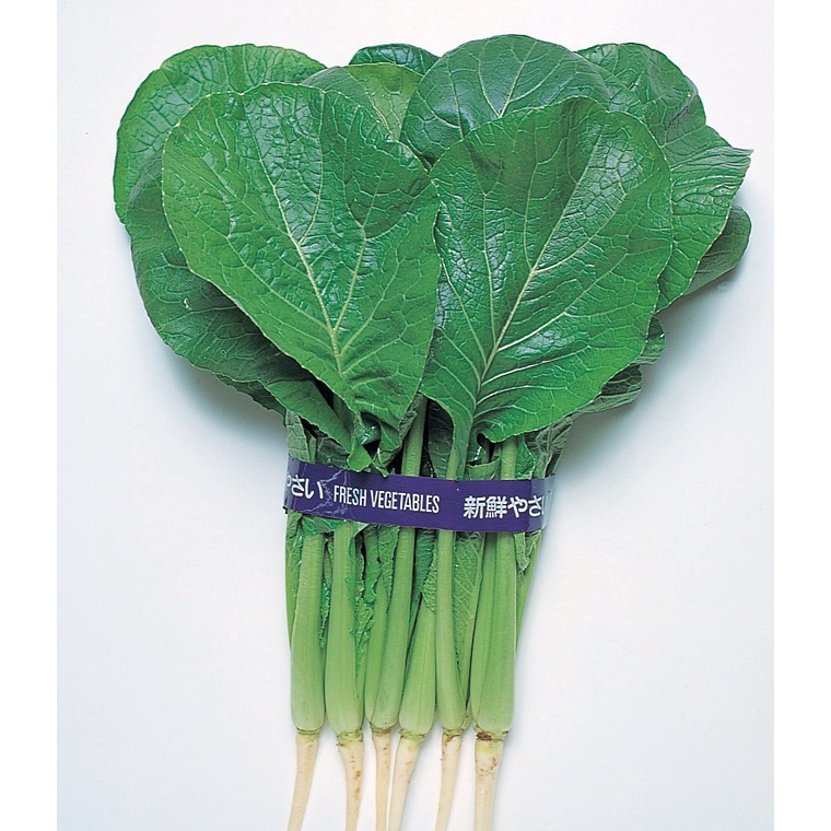 Benih Bibit Biji - Komatsuna Japanese Mustard Spinach Sawi Jepang Seeds - IMPORT