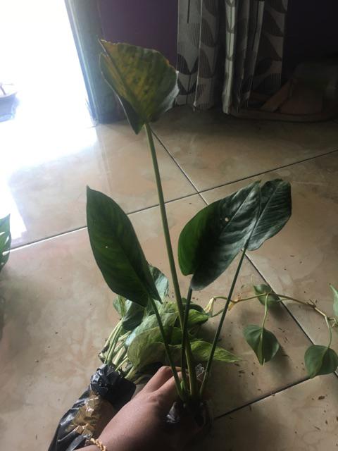 Homalomena Totol Putih