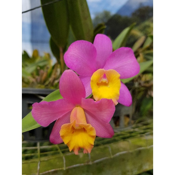 Anggrek Cattleya Mini Crystelle Smith