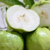 

jambu kristal tanpabiji fresh asam manis per 1kg