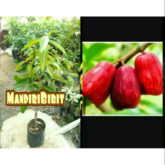 Bibit jambu jamaika