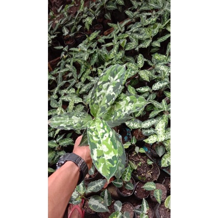 

pictum tricolor