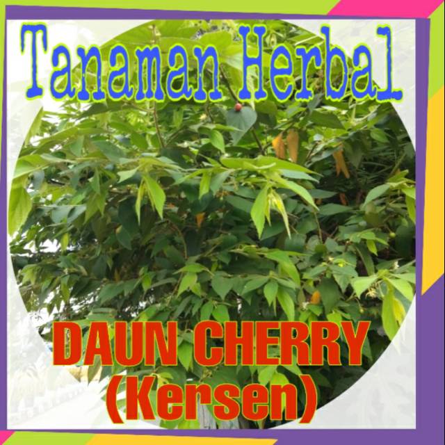 

DAUN CHERRY DAUN SERRY ATAU KERSEN DAUN HERBAL KESEHATAN