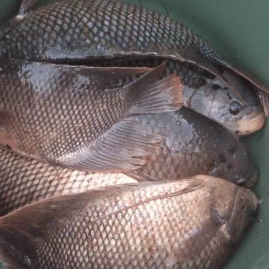 

Ikan Gurame 500gr