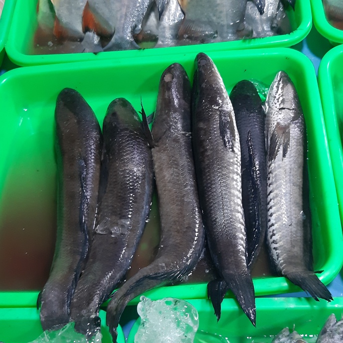 

Ikan gabus 1kg (1000g)