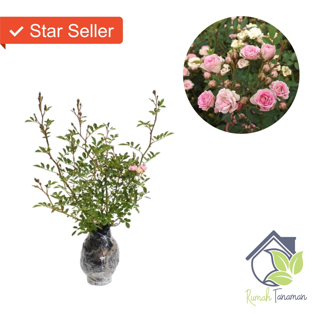 Bibit Tanaman Bunga Mawar Mini Pink I Babyrose Pink