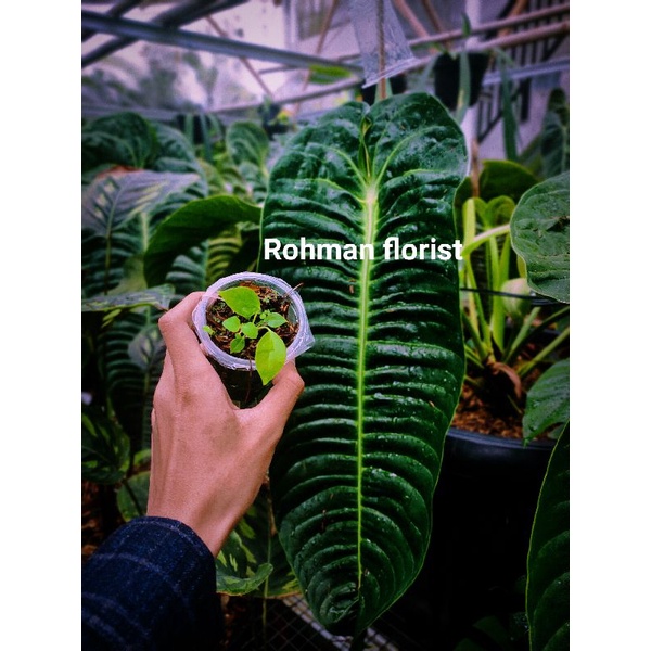 anthurium vietchii king original narrow