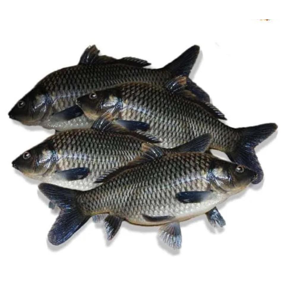 

iKAN MAS SEGAR PALING MURAH PASTI!