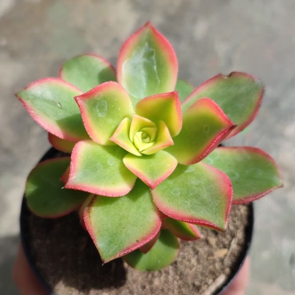 Sukulen Aeonium kiwi/Sukulen kiwi