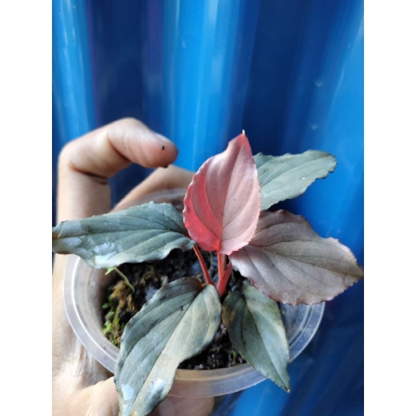 Homalomena Red silver