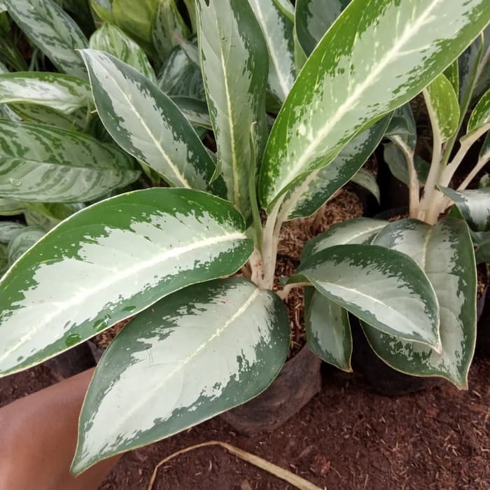 tanaman indoor blanceng susu - blanceng susu - aglonema susu