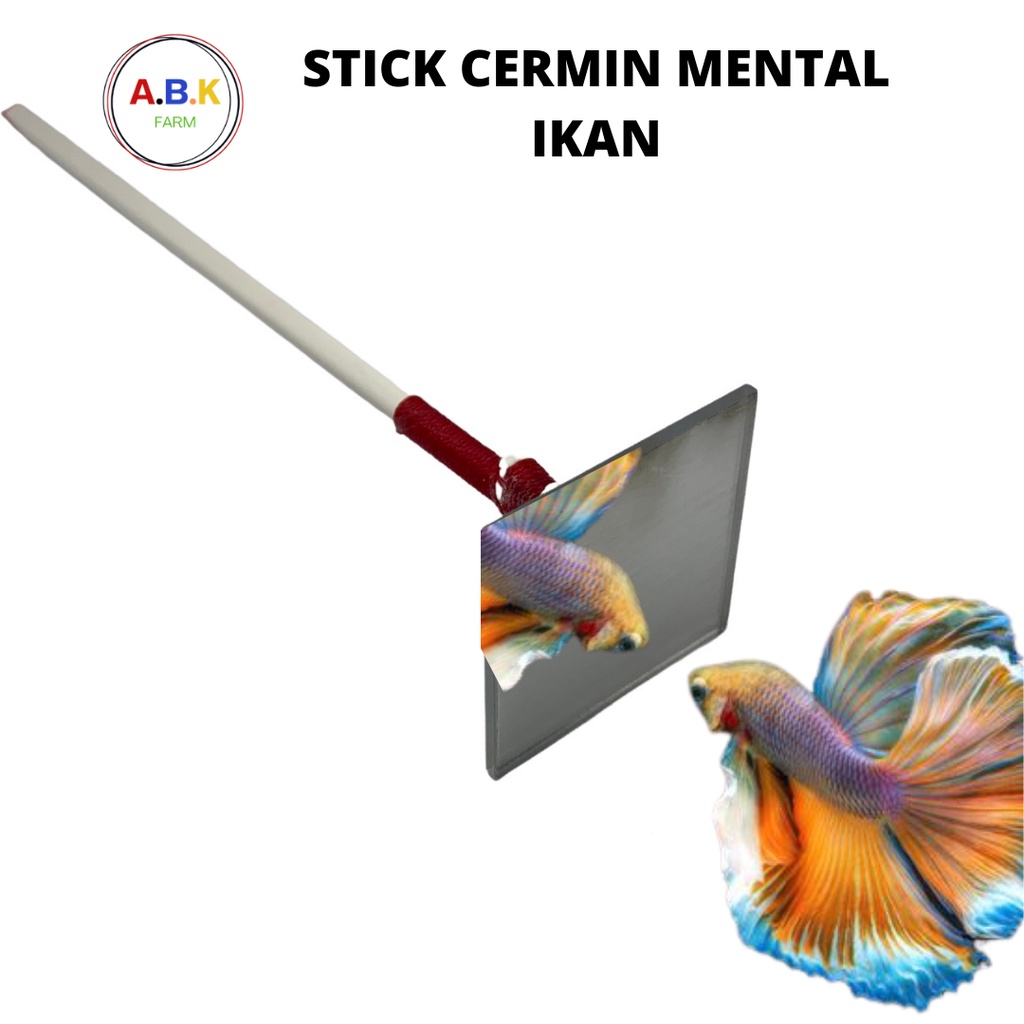 Stik KACA STICK MELAMIN Kaca Cupang Betta Channa Pelatih Mental Flaring Ikan Chana Cana Cermin Mirro
