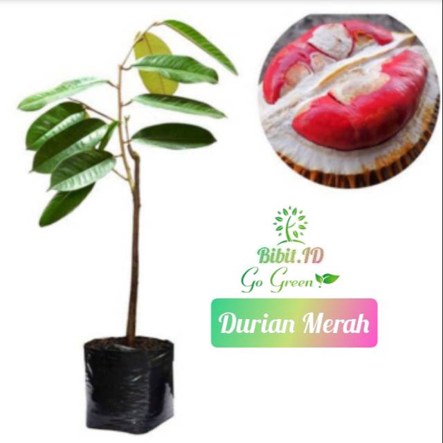 Bibit Durian Merah Super / Tanaman Durian Merah Stek Okulasi