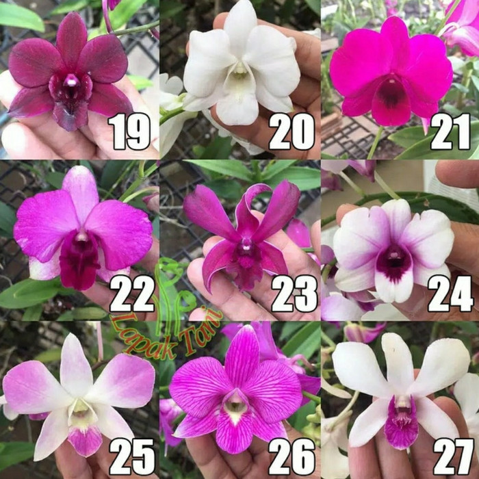 paket 4 seedling anggrek dendrobium - Bunga anggrek - anggrek dendro