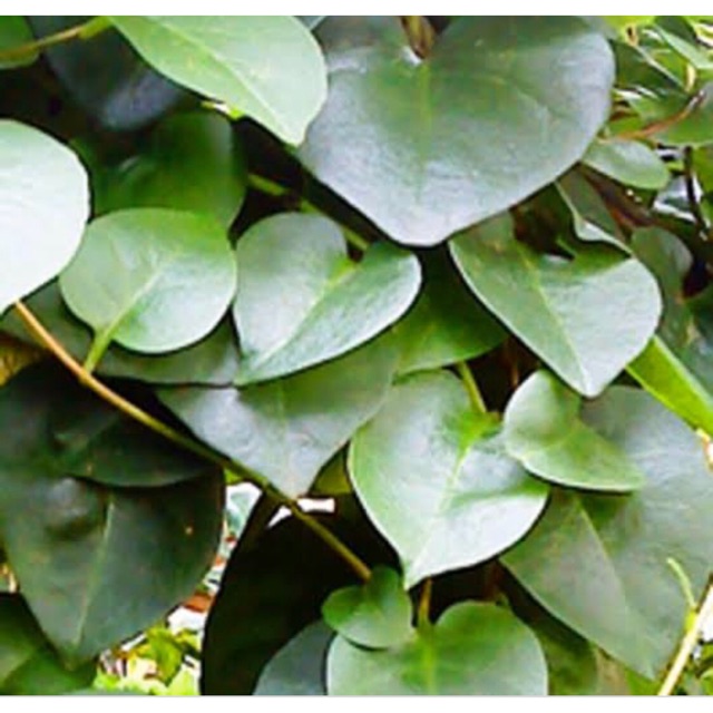 DAUN BINAHONG ALAMI TANPA PESTISIDA