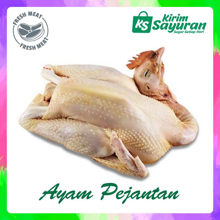

AYAM PEJANTAN / EKOR
