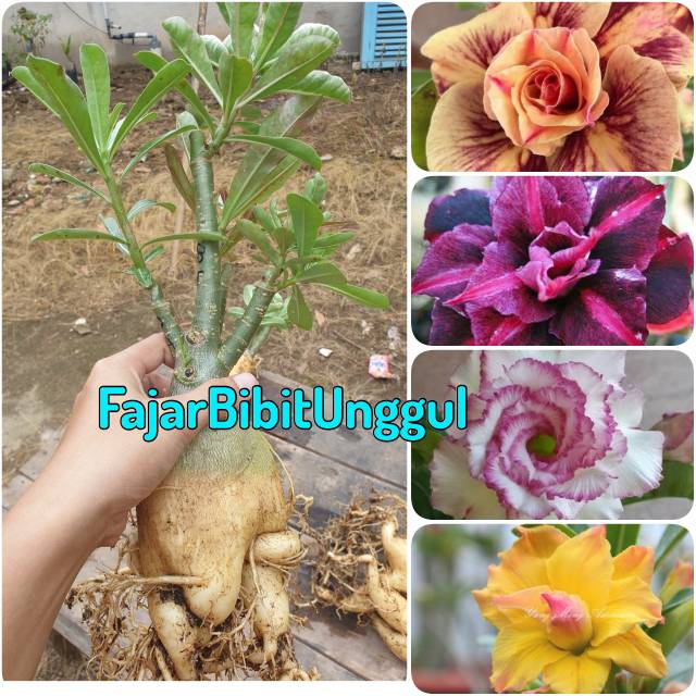 Size D Bonggol Besar 1 Pohon 4 Warna Bibit Bunga Kamboja Jepang Adenium Tumpuk Shopee Indonesia