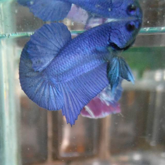 63 Gambar Ikan Cupang Hias Kontes HD Terbaru
